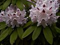 Rhododendron catawbiense Calsap IMG_6789 Różanecznik
